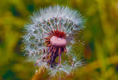 Close-up of dandelion flower