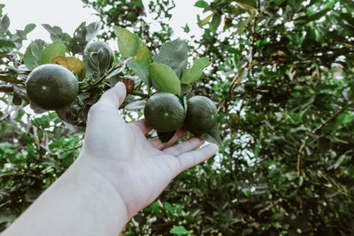 Close-up of hand holding fruits on tree