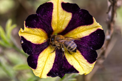 Close-up of purple iris flower