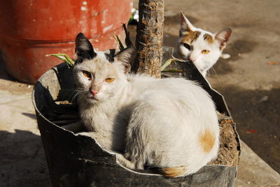 Cat living in street of cairo, egypt