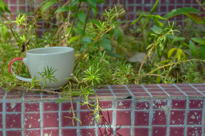 Close-up of potted plants in yard