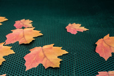 Close-up of red maple leaves