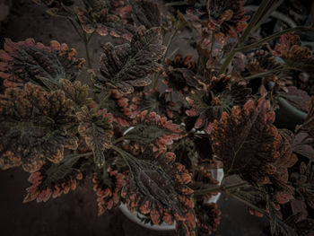 High angle view of plants during autumn