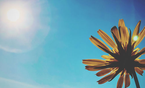 Low angle view of flowering plant against blue sky