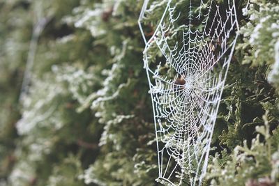 Close-up of spider web on tree