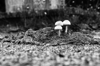 Close-up of mushroom on field