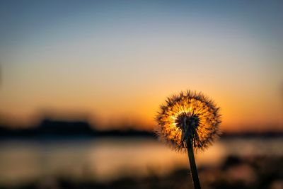 Close-up of dandelion against sky at sunset
