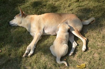 High angle view of dog sleeping on grass