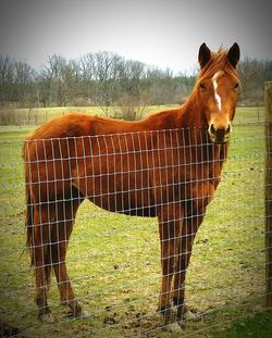 Horse standing on field against trees