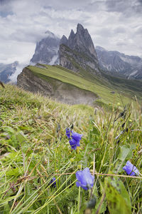 Purple flowering plants on field against mountains