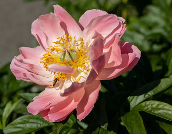 Close-up of pink flower