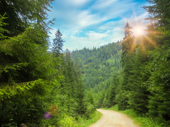 Scenic view of pine trees against sky