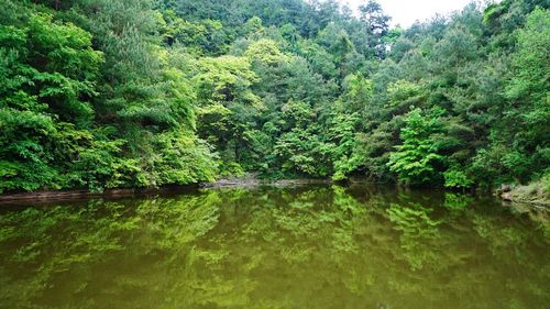 Scenic view of lake in forest