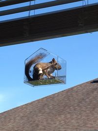 Low angle view of dog outside house against clear sky