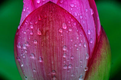 Close-up of pink flowers