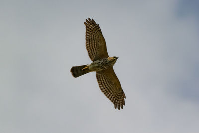 Low angle view of eagle flying in sky