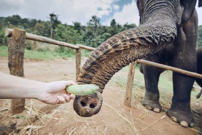 Cropped hand of woman feeding banana to elephant