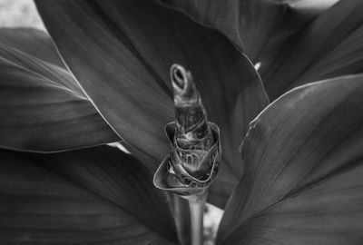 Close-up of flowering plant