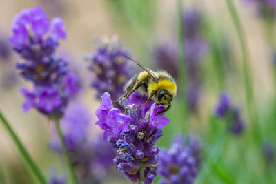 Close-up of bee pollinating on lavender