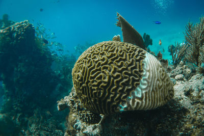 Close-up of coral in sea