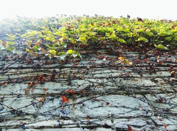 Leaves on tree trunk