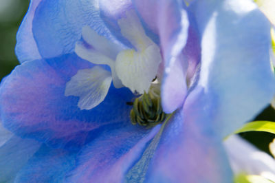 Close-up of bumblebee on blue flower