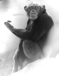 Low angle view of monkey sitting outdoors