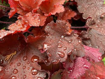 Close-up of raindrops on pink leaves