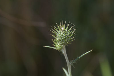 Close-up of dandelion plant on field