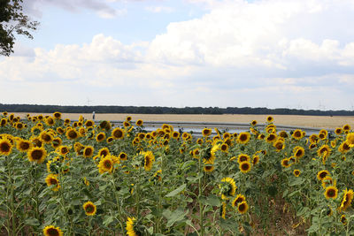 Scenic view of sunflower field against cloudy sky