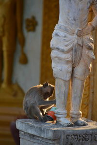 Monkeys in a temple