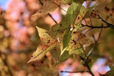 leaf