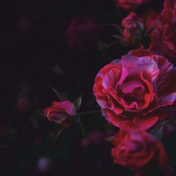 Close-up of pink rose