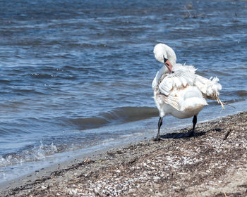 View of birds on beach