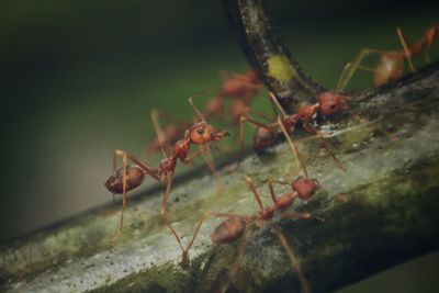 Close-up of ant on plant