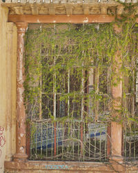 Plants growing on old abandoned building