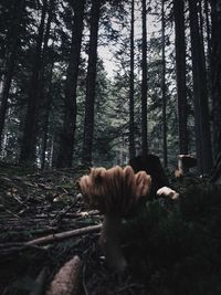 Mushrooms on tree trunk in forest