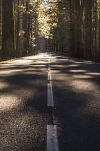 Empty road in forest