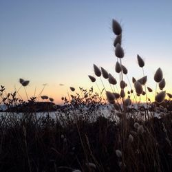 Close-up of flowers growing in field against clear sky