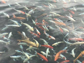 View of koi fish in water