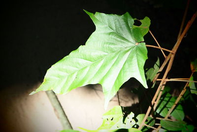 Close-up of plant leaf