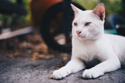 Close-up of cat looking away