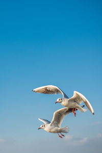 Low angle view of seagulls flying against blue sky