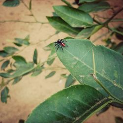 Close-up of insect on leaf