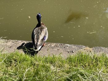 Bird in a lake