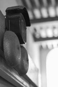 Close up of plant against blurred background