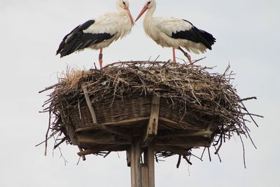 Low angle view of birds in flight