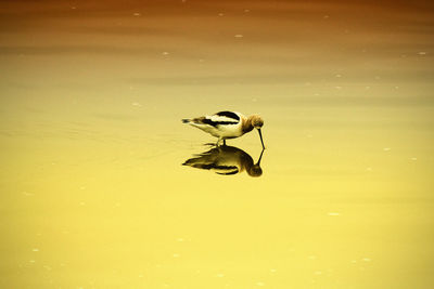 High angle view of bird in lake