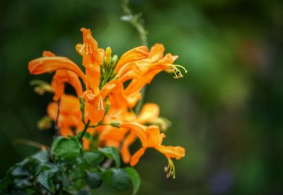 Close-up of yellow flowers blooming outdoors