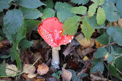 High angle view of red mushroom growing on field